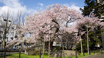 石割り桜